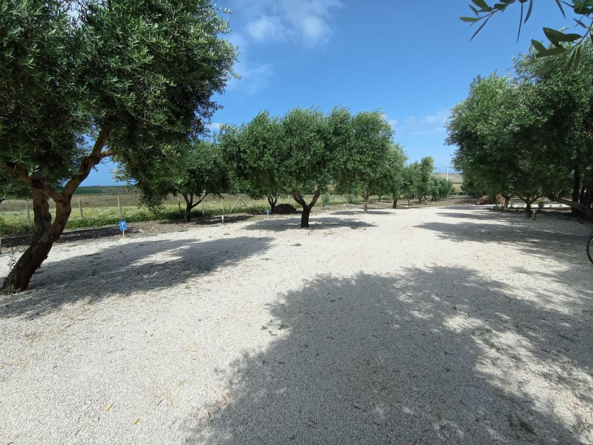 Tenuta Viale Degli Ulivi San Martino in Pensilis ภายนอก รูปภาพ